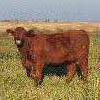 Image 6 : Rainalta Cattle - 8 Red Bred Heifers - Pen 305-307