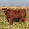 Image 6 : Rainalta Cattle - 5 Red Bred Heifers - Pen 301-303