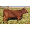Image 7 : Rainalta Cattle - 5 Red Bred Heifers - Pen 301-303