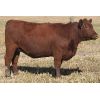 Image 8 : Rainalta Cattle - 5 Red Bred Heifers - Pen 318-320