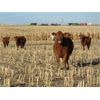Image 2 : Calvert Farms - 10 Red Angus X Simm Bred Heifers - Pen 308-310