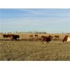 Image 7 : Calvert Farms - 10 Red Angus X Simm Bred Heifers - Pen 308-310