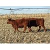 Image 5 : Calvert Farms - 5 Red Angus X Simm Bred Heifers - Pen 306