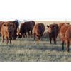 Image 10 : Calvert Farms - 5 Red Angus X Simm Bred Heifers - Pen 302-304