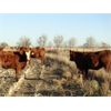 Image 4 : Calvert Farms - 5 Red Angus X Simm Bred Heifers - Pen 302-304