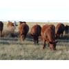 Image 9 : Calvert Farms - 5 Red Angus X Simm Bred Heifers - Pen 302-304