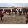 Image 1 : Coyote Tree Ranching - 10 RWF Bred Heifers - Pen 340-336