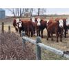 Image 2 : Coyote Tree Ranching - 10 RWF Bred Heifers - Pen 340-336