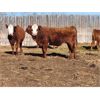 Image 4 : Coyote Tree Ranching - 10 RWF Bred Heifers - Pen 340-336