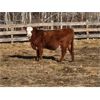 Image 3 : Coyote Tree Ranching - 9 RBF Bred Heifers - Pen 334-330
