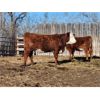 Image 5 : Coyote Tree Ranching - 3 RWF Bred Heifers - Pen 328-326