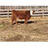 Image 8 : Coyote Tree Ranching - 3 RWF Bred Heifers - Pen 328-326