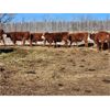 Image 6 : Coyote Tree Ranching - 3 RWF Bred Heifers - Pen 324-322
