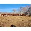 Image 7 : Coyote Tree Ranching - 3 RWF Bred Heifers - Pen 324-322