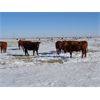 Image 9 : Adam Wolfer - 9 Red Heifers - Pen 431-429