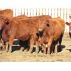 Image 3 : Cole & Brittanie Neely - 12 Red Bred Heifers - Pen 417-419