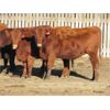 Image 4 : Cole & Brittanie Neely - 12 Red Bred Heifers - Pen 417-419