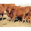 Image 2 : Cole & Brittanie Neely - 10 Red Bred Heifers - Pen 409-411