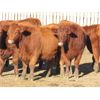 Image 5 : Cole & Brittanie Neely - 10 Red Bred Heifers - Pen 409-411