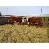 Image 1 : Todd Block - 13 RWF Bred Heifers - Pen 440-438