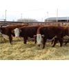 Image 3 : Todd Block - 13 RWF Bred Heifers - Pen 440-438