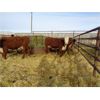 Image 1 : Todd Block - 12 RWF Bred Heifers - Pen 436-434