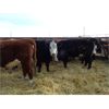 Image 3 : Todd Block - 5 BBF Bred Heifers - Pen 432-430
