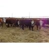 Image 2 : Todd Block - 7 BWF Bred Heifers - Pen 428-426