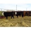 Image 4 : Todd Block - 7 BWF Bred Heifers - Pen 428-426