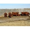 Image 3 : Henrickson Ranching - 7 Red Mix Cows (Pen 523)