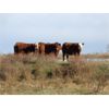 Image 7 : Henrickson Ranching - 7 Red Mix Cows (Pen 523)