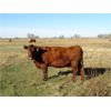 Image 9 : Henrickson Ranching - 7 Red Mix Cows (Pen 523)
