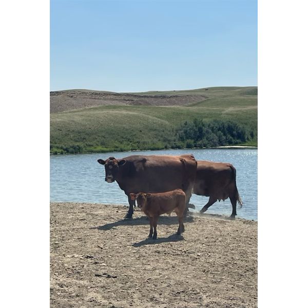 Doug Hodgson *Complete Dispersal* - 4 Red Bred Cows - Pen 520