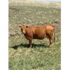 Image 4 : Doug Hodgson *Complete Dispersal* - 3 Limo Bred Cows - Pen 504
