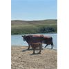 Image 1 : Doug Hodgson *Complete Dispersal* - 22 Red Bred Cows - Pen 522