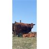 Image 7 : Doug Hodgson *Complete Dispersal* - 7 Mix Older Bred Cows - Pen 538