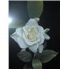 Image 2 : #11183  FRAMED PRINT "GARDENIA GLORY"