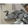 Image 2 : 8 Floater Canada Geese Decoys