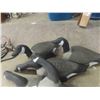 Image 2 : 6 Land Canada Geese Decoys