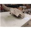Image 4 : Buffalo Skull 20 1/2'' Horn Spread