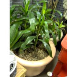 FIBERGLASS PLANT POT AND LIVE PLANT