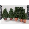 Image 1 : LOT DE 5 MINI ARBRES DE NOËL