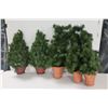 Image 1 : LOT DE 5 MINI ARBRES DE NOËL
