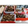 Image 1 : LOT DES GLANDS DÉCORATIFS ASST (SANS BACS)