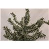 Image 3 : * (3) Artificial Evergreen Tree Ornaments on Stands - (1) is 54", (2) are 64"