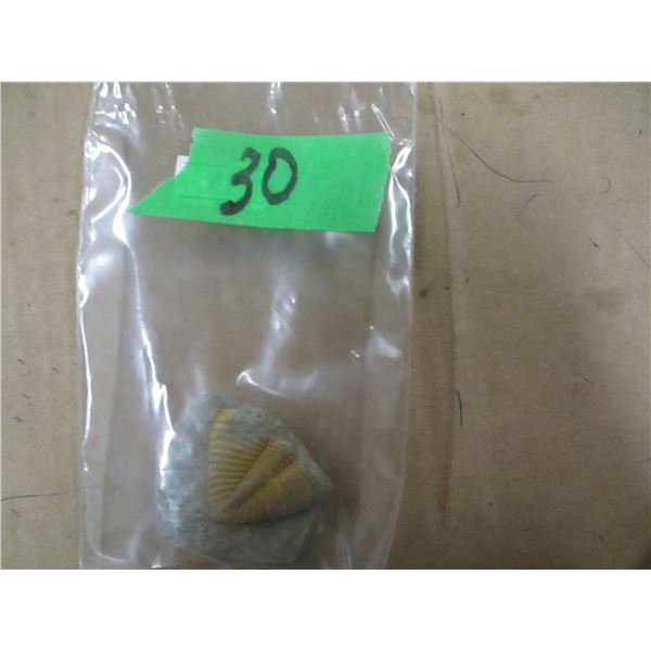 NATURAL INSECT FOSSIL SPECIMEN