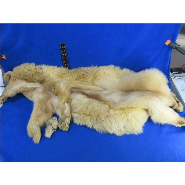 Brown Bear Skin Rug - Nose to Tail 40"