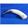 Image 3 : Horn - Cleaned and Ready to be Built into a Powder Horn