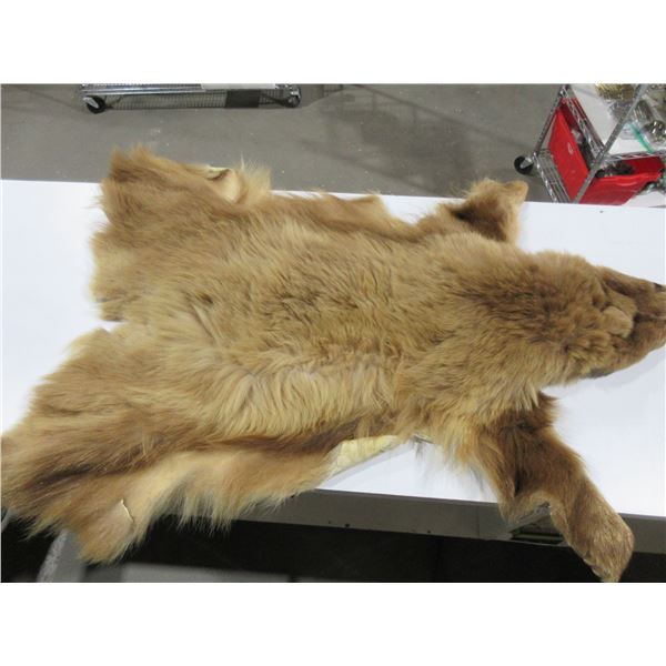 Brown Bear Skin Rug - Nose to Tail 47"
