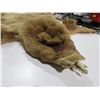 Image 2 : Brown Bear Skin Rug - Nose to Tail 47"